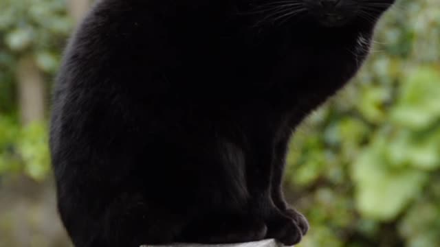 BLACK CAT'S STATUS || ANIMALS LOVER ||ANIMALS STATUS ||