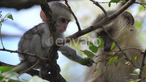 Cute baby vervet monkey grabs a leaf