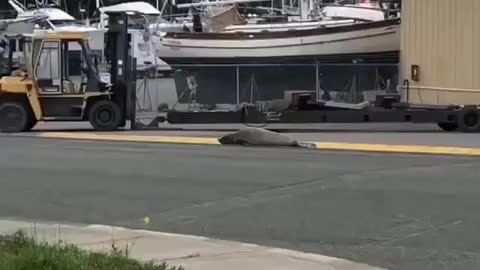 Seal on the street