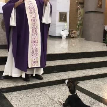 Cachoro assiste a missa