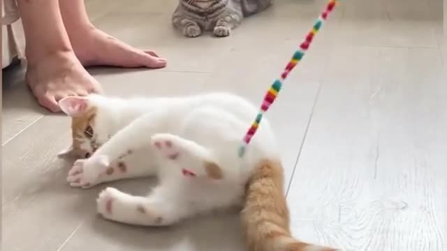 Cute baby cat Play with me