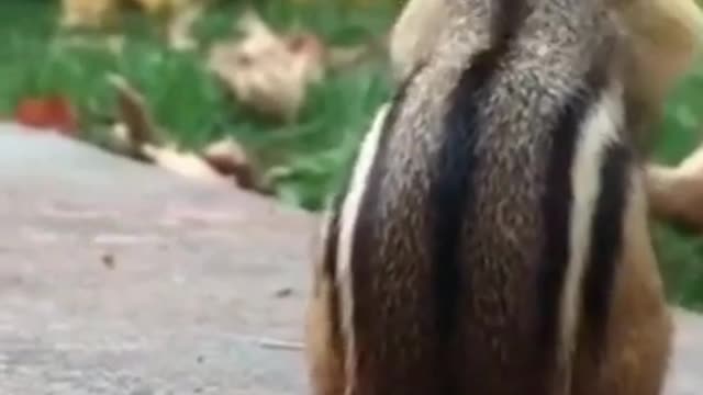 cute Animals - Animals SOO Cute Just a relaxing video