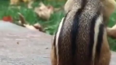 cute Animals - Animals SOO Cute Just a relaxing video