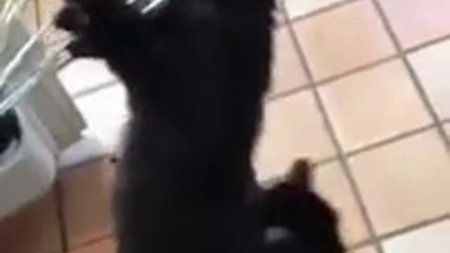 Please Let Me Lick the Spoon | So Funny Adorable Kitty