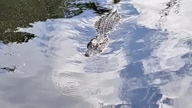 Gator coming over to say hello