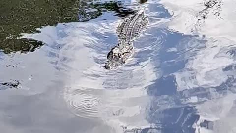 Gator coming over to say hello