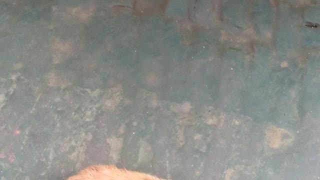 Dog video namaste training video pets beautiful baby