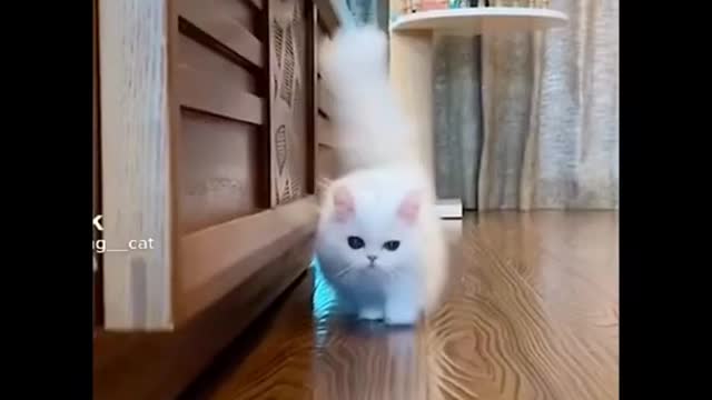 Cute Kitten Having fun