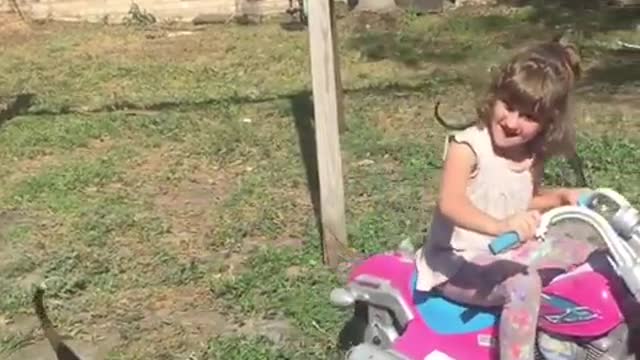 Little girl invents hilarious way to play with foster dogs