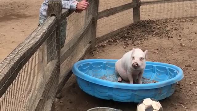 Large pig sits in blue pool and girl pets him