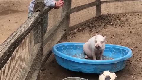 Large pig sits in blue pool and girl pets him