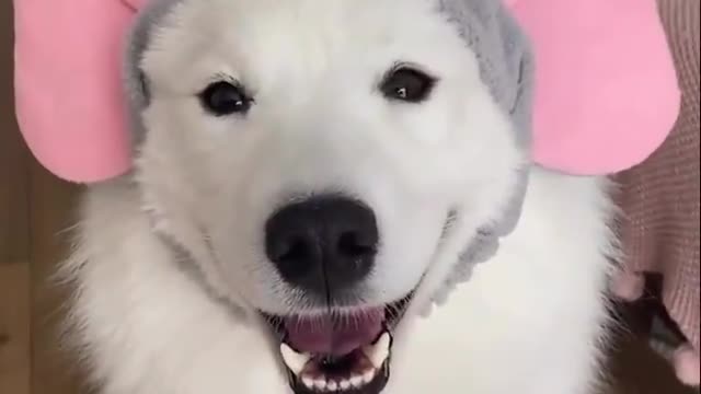 Funny dog mask