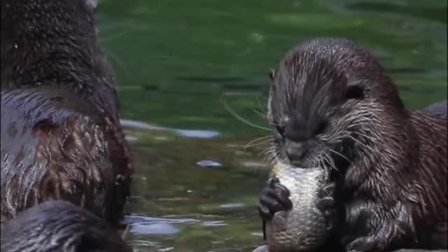 Otters mainly live in rivers and lakes,