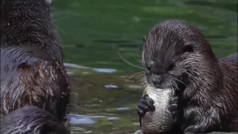 Otters mainly live in rivers and lakes,