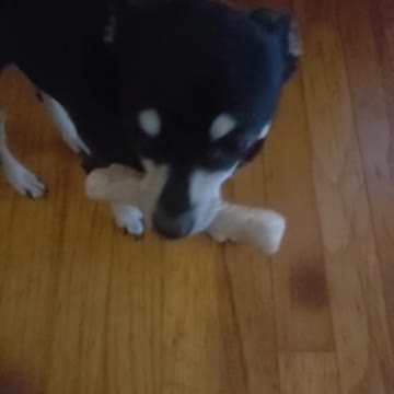 Chihuahua steals big bone