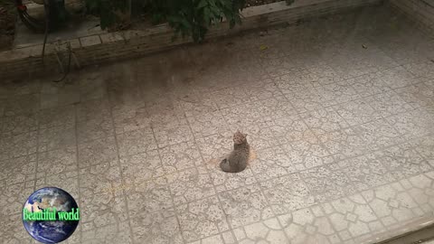 Kitten is playing with his mother | Kitten | baby cat