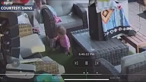 Dad panics after seeing daughter playing with tarantula