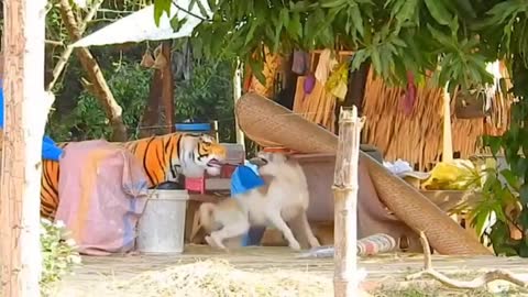 troll-prank-dog-funny-fake-lion-and-fake-tiger 1