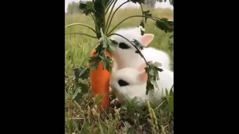 Bunny loves carrots