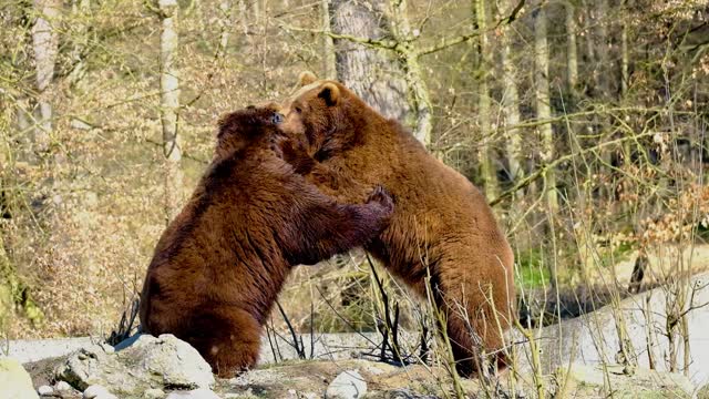 Bears fighting