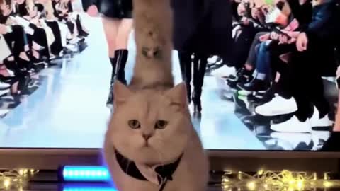 Best catwalk,🐈🐈🐈🐈🐈🐈🐈🐈🐈🐈🐈🐈