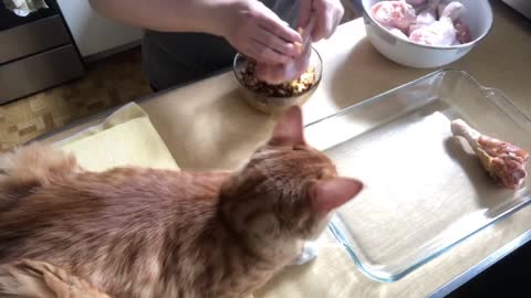 My cat Rudy try to taste the chicken