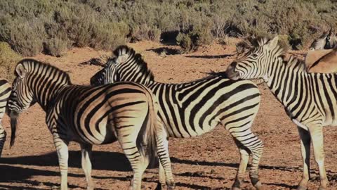 Um Grupo De Zebras Em Um Campo Aberto - A Group Of Zebras In An Open Field