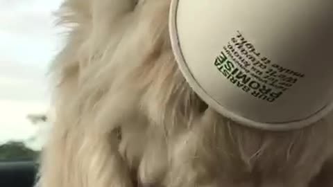 White dog eats cream out of starbucks cup in car