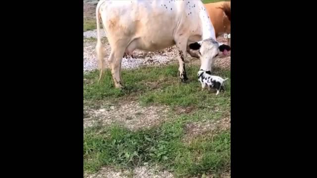 AWW Animals SOO Cute! Cute baby animals Videos Compilation cute moment of the animals