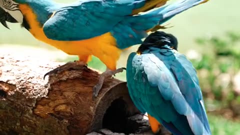 Pair of Macaw birds