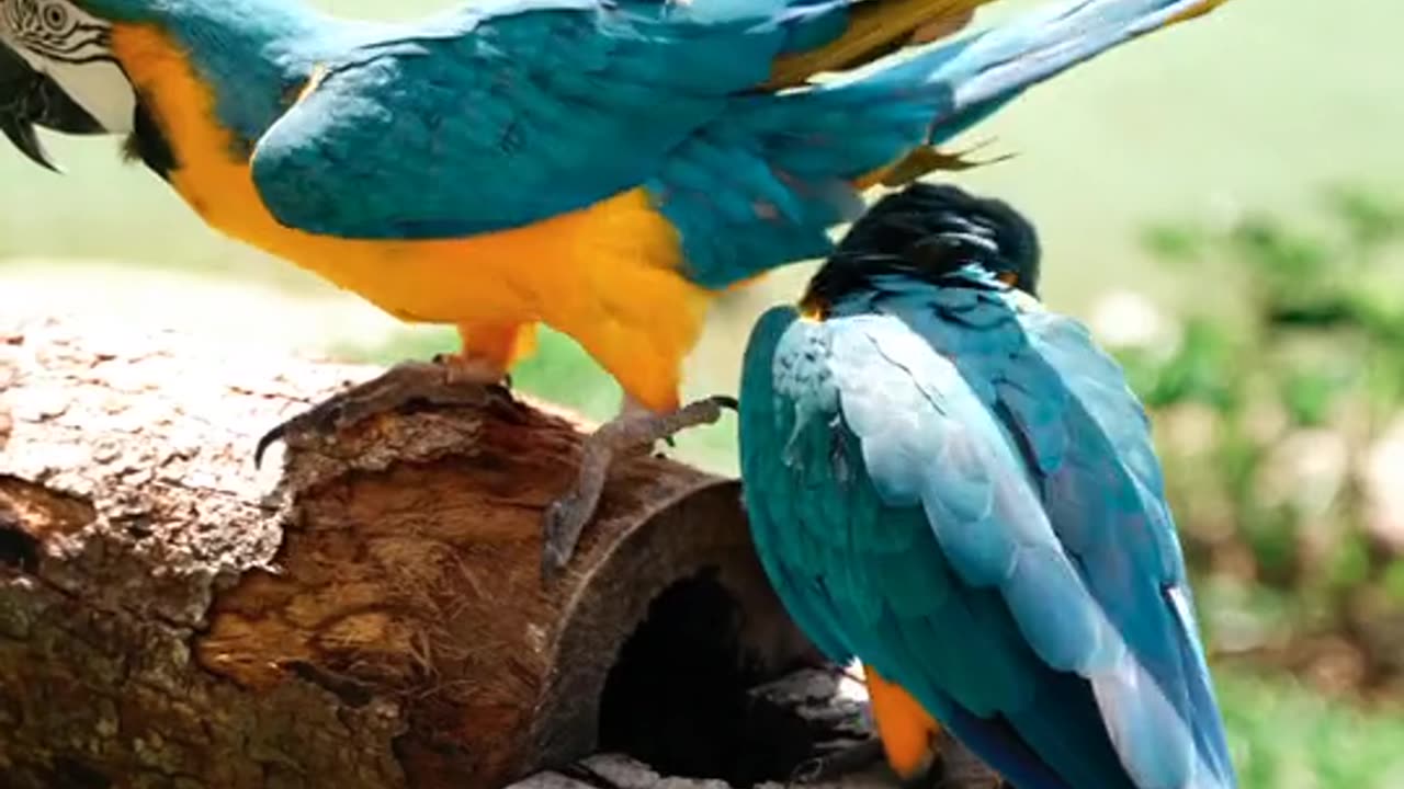 Pair of Macaw birds