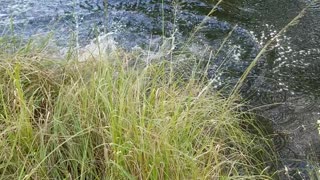 Feeding the Water Lizards!