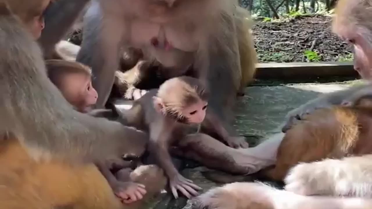 Funniest monkeys compilation 2023