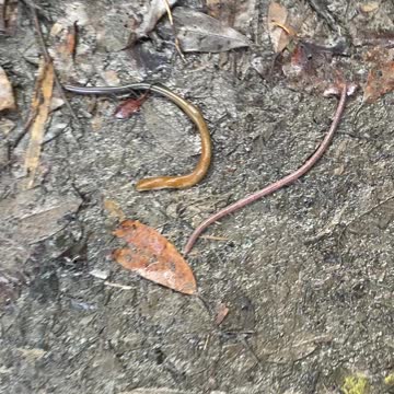 Creepy Cannibals! YabanjinDakara