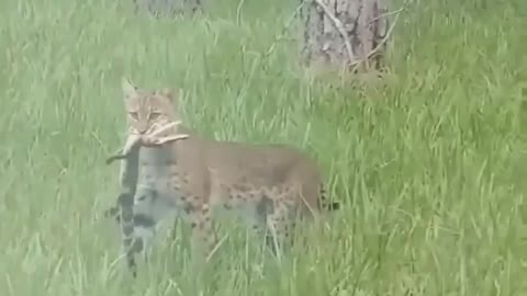 Cute and adorable animal behavior makes anyone happy to see it
