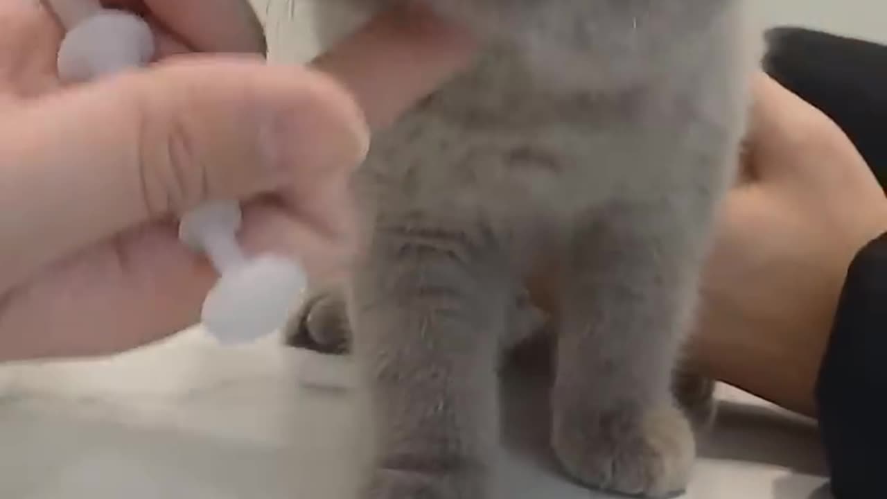 #britishshorthair #cat how to give a medicine to a cat 고양이 약 먹이는 방법1