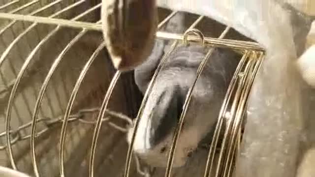 A parrot talking to its owner