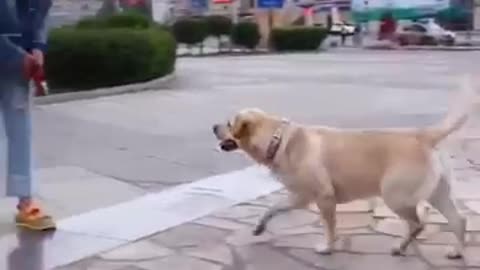 A dog trained to do what its owner tells