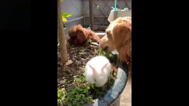 Watch this: ADORABLE and ENTERTAINING pets: Try not to snicker to these pets best gathering