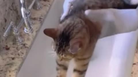 Funny cats 2023🤣🎑 in winter cats funny moments!🥶🔮 #funny #cats #shorts