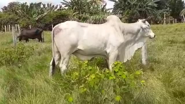 Bull arrived at the edge of the fence and called the other to the fight