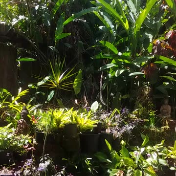 13.9.2024 Sounds of Kuranda...