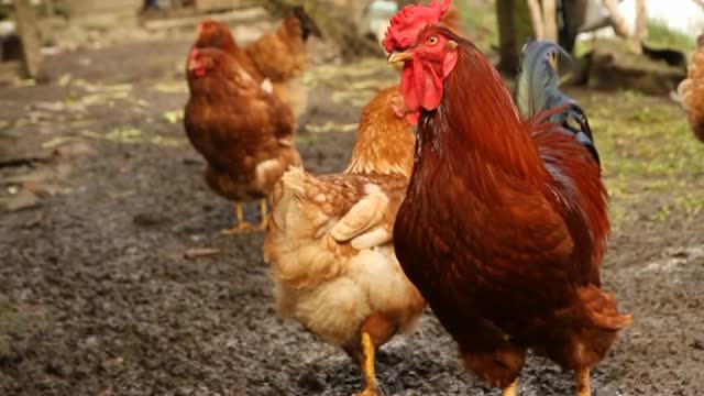 A barnyard with chickens In The Farm