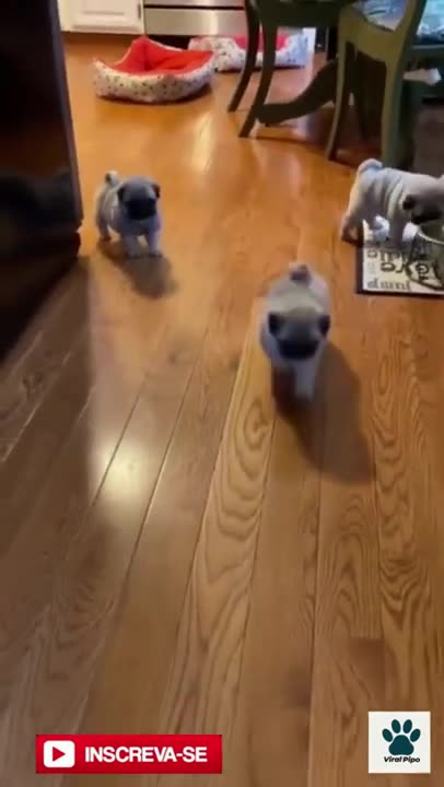 😍 Cute Little Pugs 😍 #shorts #pug #dog #puglife