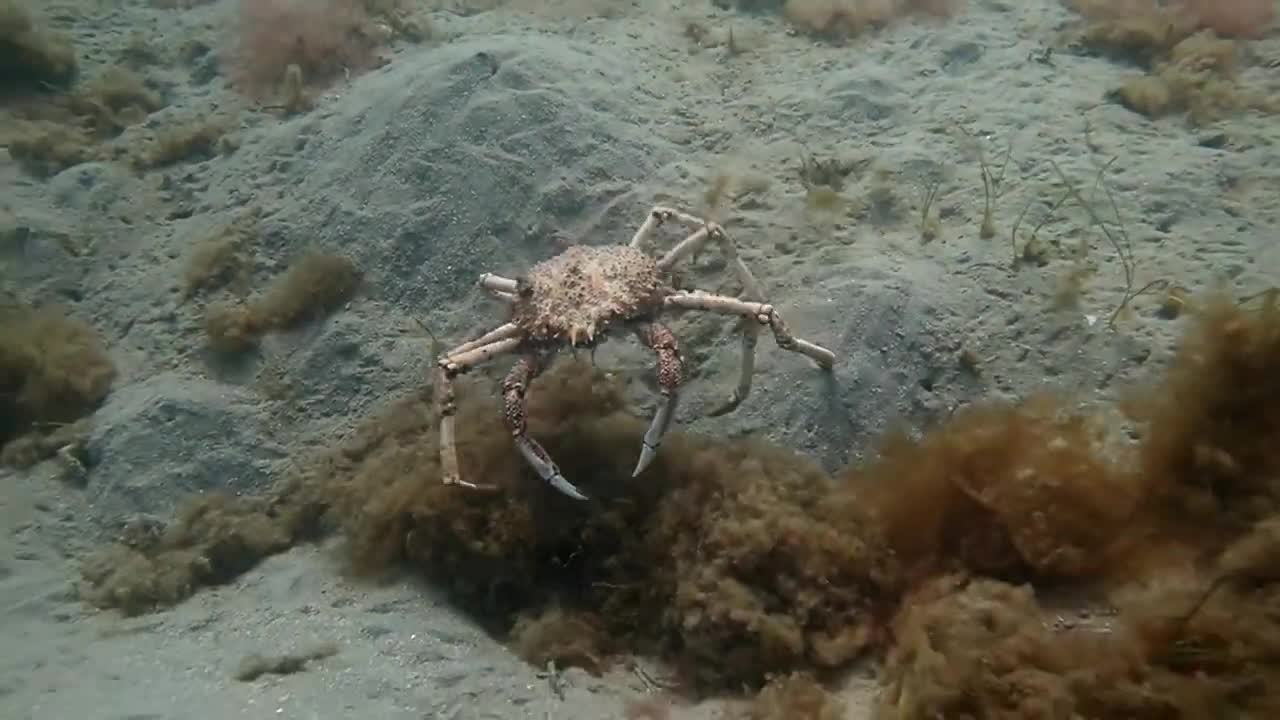 Spider Crabs