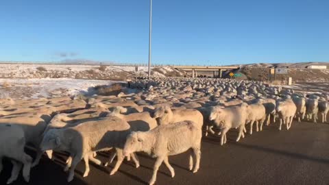 Rush Hour in Rock Springs