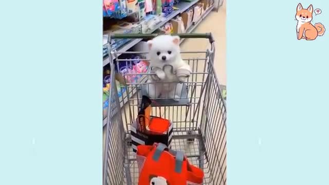 Watch adorable Cute,Funny and Smart Puppies and dogs 😍