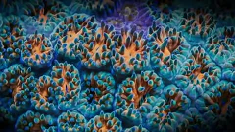 Oddly satisfying The colours of corals #shorts #subscribe #like #explore #oddlysatisfying #corals