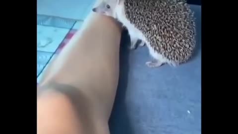 About the fact that I was bitten by a hedgehog