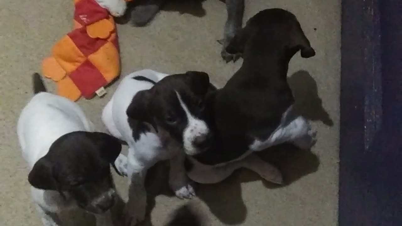 German Shorthaired Pups 5 week old Wrestlemania